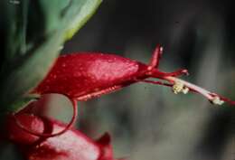 صورة Eremophila decipiens subsp. decipiens