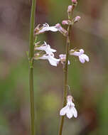 Image of White Lobelia