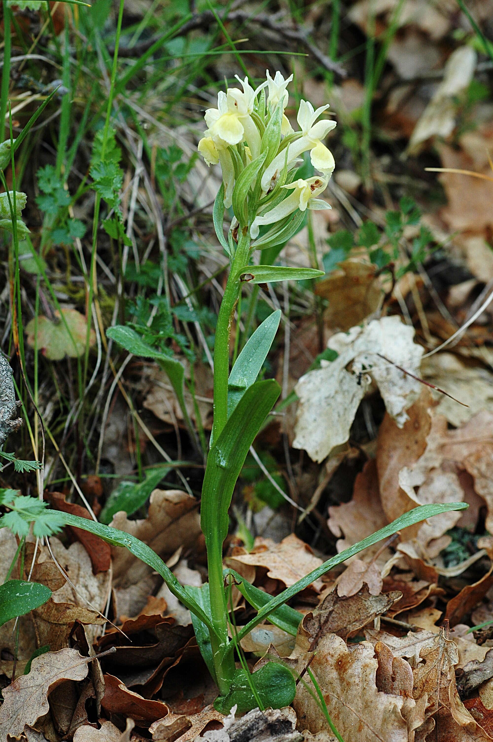 Image of Elder-flowered orchid