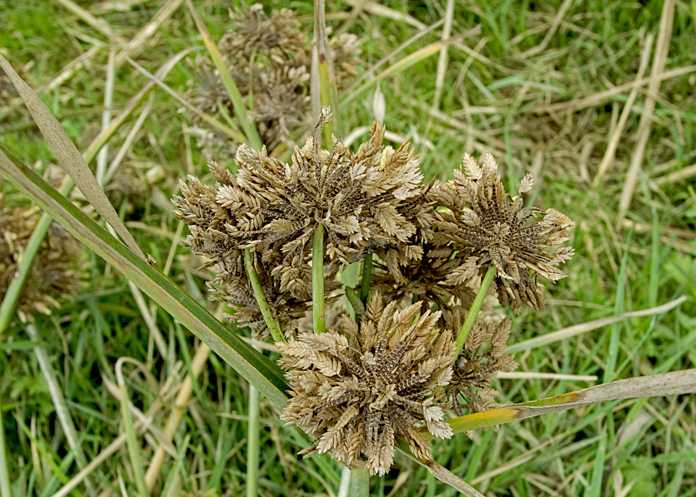 Image of Brown Galingale