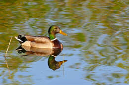 Image of Common Mallard