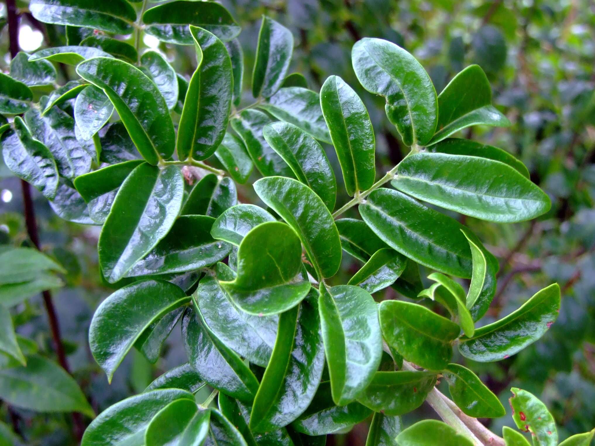 Image of Millettia speciosa Champ.