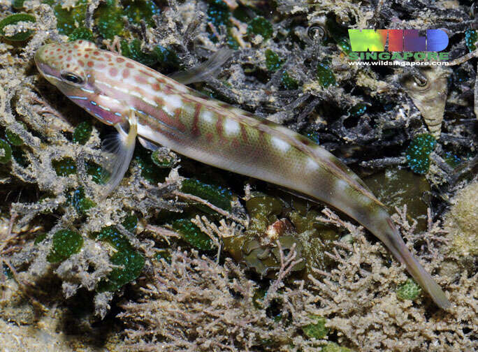 Image of Freckled goby