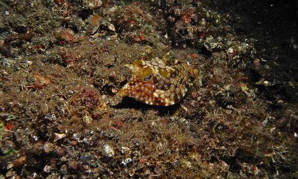 Image of Shorthorn cowfish