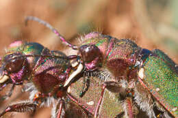 Image of Green tiger beetle