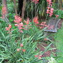 Image of Watsonia