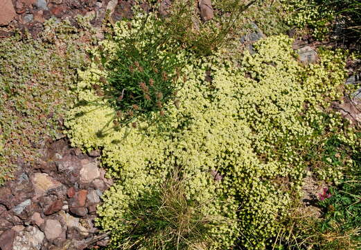 Image of Galium cespitosum Lam.