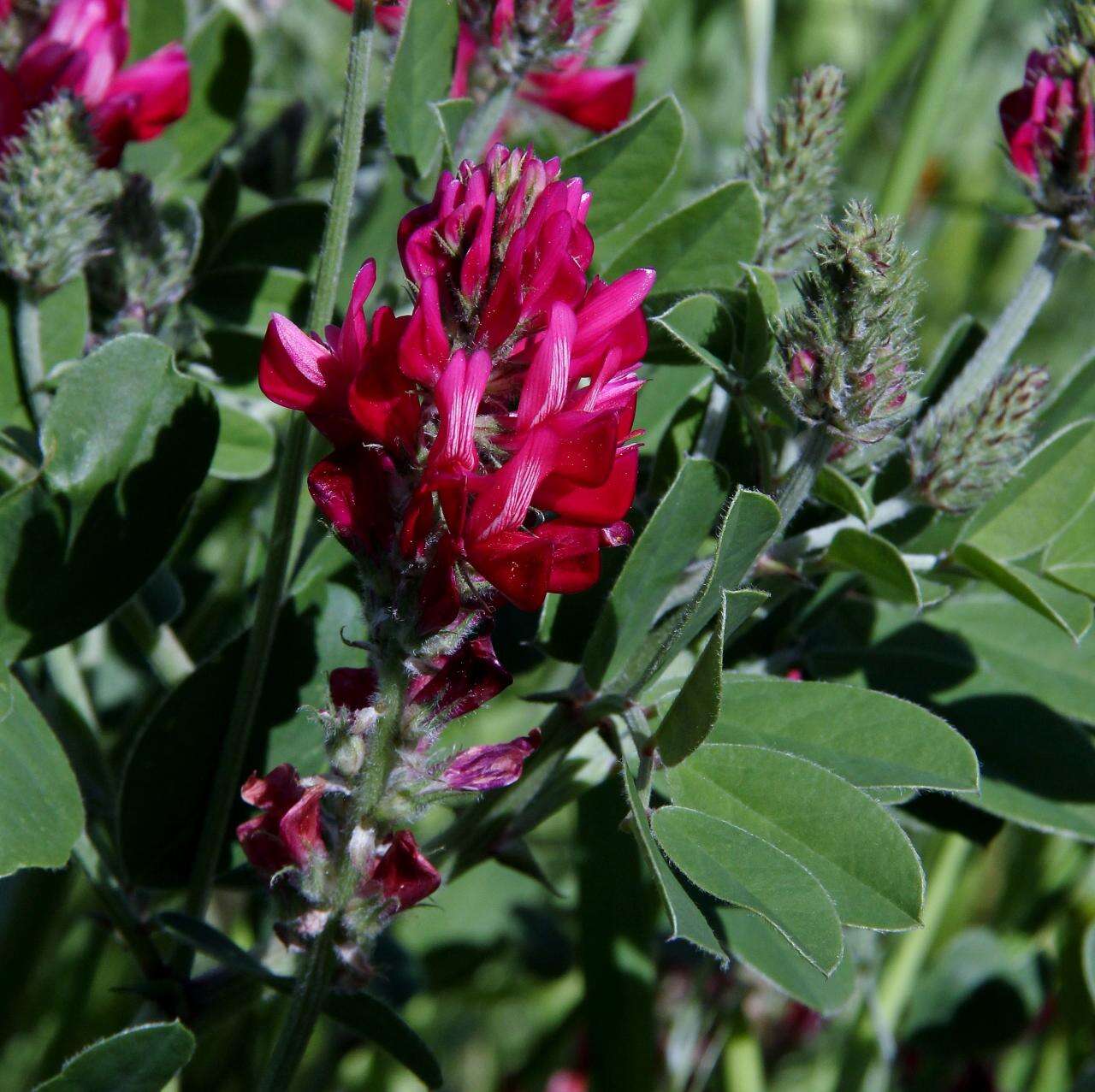 Image of sweetvetch