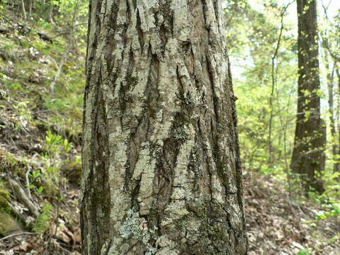 Image of pignut hickory