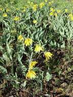 Image of balsamroot