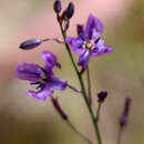 Image of Dichopogon strictus (R. Br.) Baker