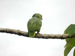 Image of Amazon parrots