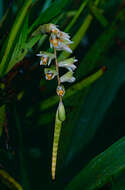 Image of Moulton's Coelogyne