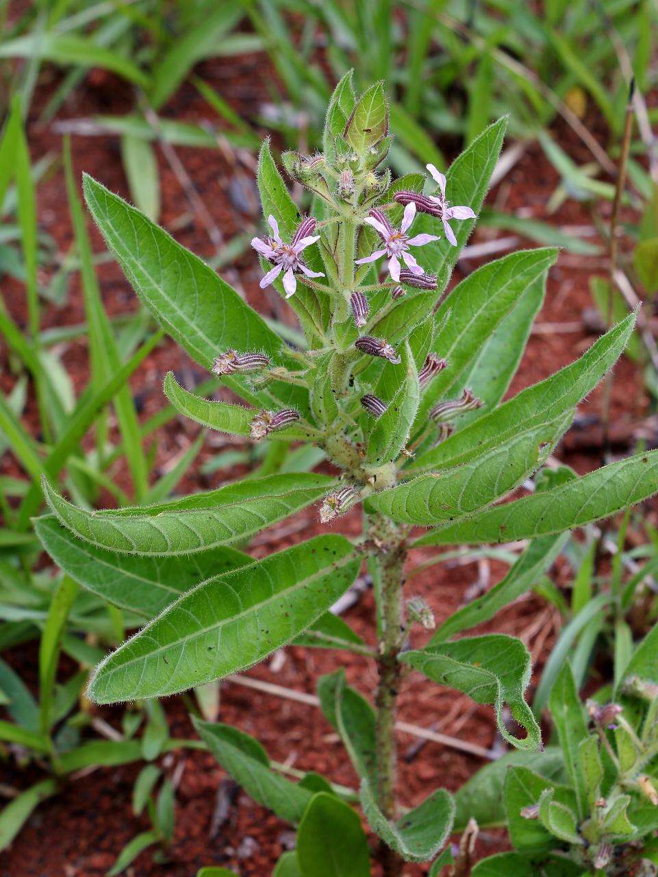 Image of Cuphea spermacoce St.-Hil.