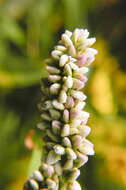 Image of Pinkweeds