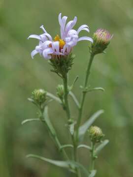 Image of western aster