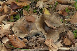 Image of Russula adusta (Pers.) Fr. 1838