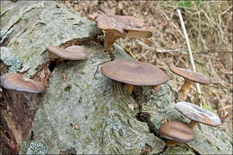 Image of Lentinus brumalis (Pers.) Zmitr. 2010