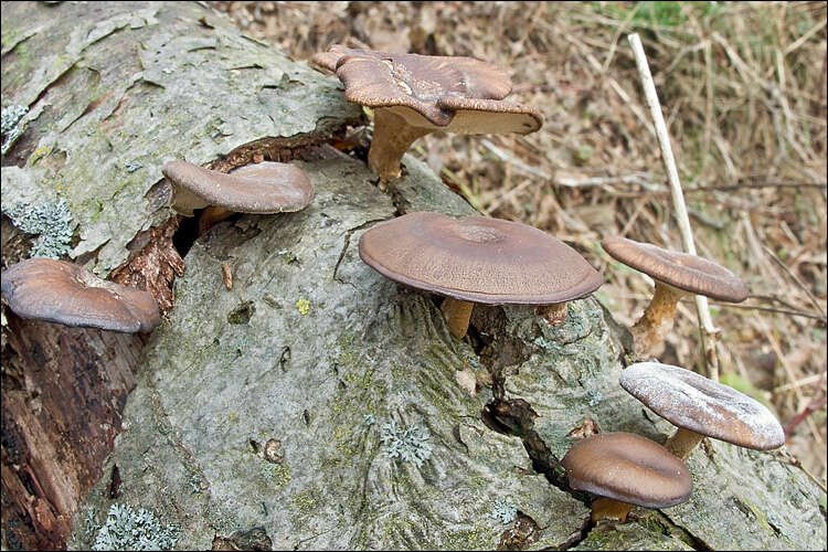 Image of Lentinus