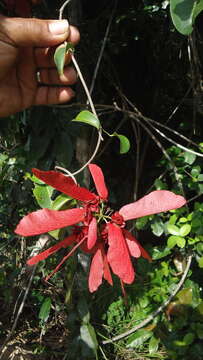 Image of Diplopterys pubipetala (A. Juss.) W. R. Anderson & C. Davis