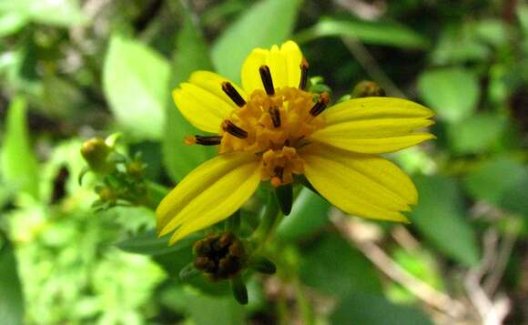 Image de Bidens asymmetrica (H. Lév.) Sherff