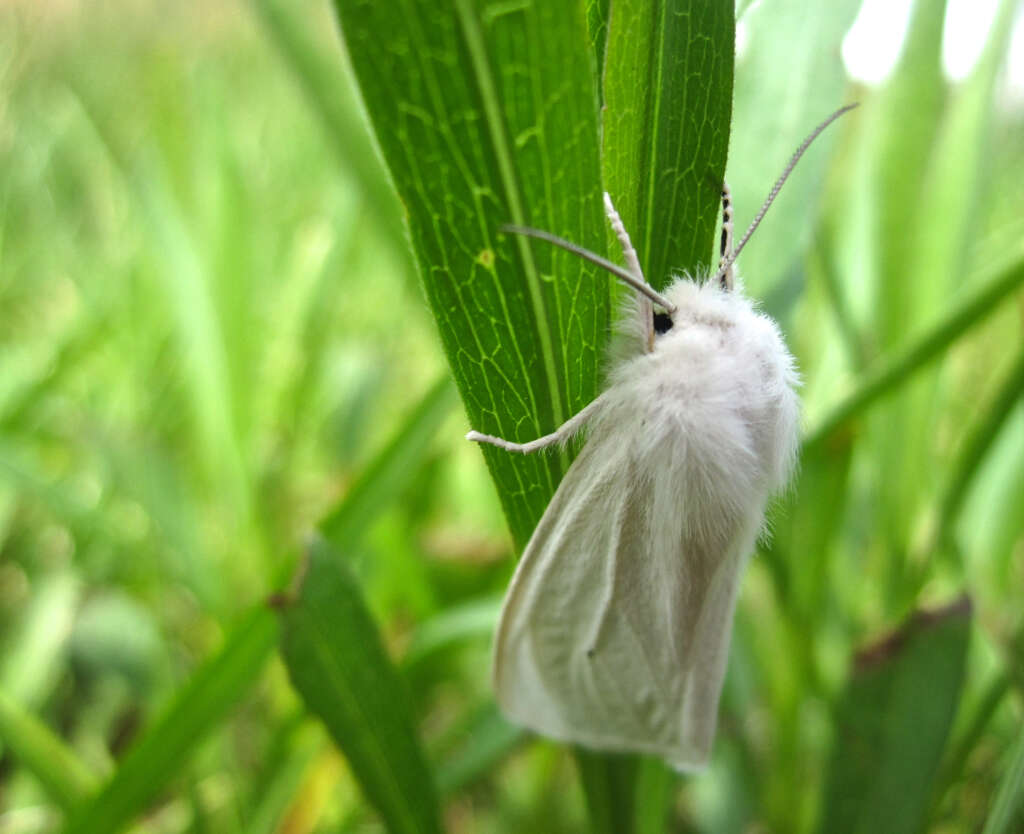 صورة Spilosoma virginica Fabricius 1798