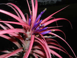 Imagem de Tillandsia brachycaulos Schltdl.