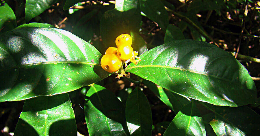 Imagem de Palicourea racemosa (Aubl.) Borhidi