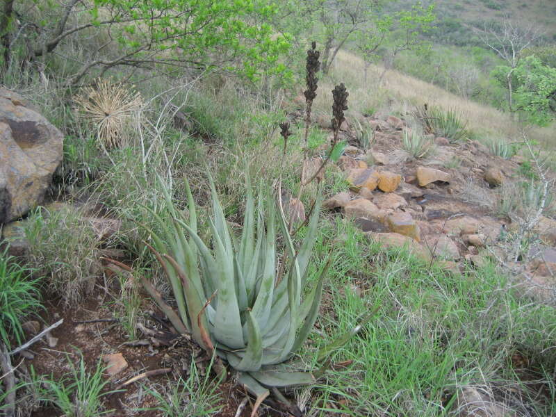 Image of Aloe pienaarii Pole-Evans