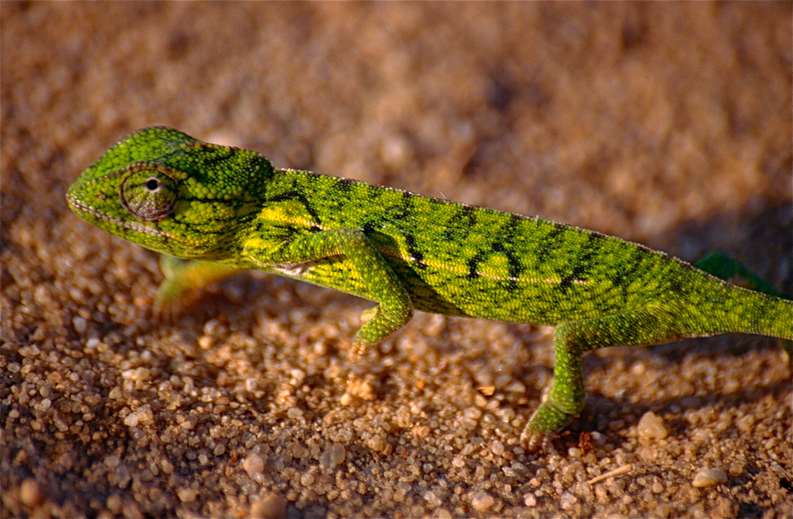 Image of Malagasy chameleons