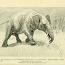 Image of Palaeomastodon Andrews 1901