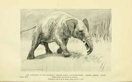 Image of Palaeomastodon Andrews 1901