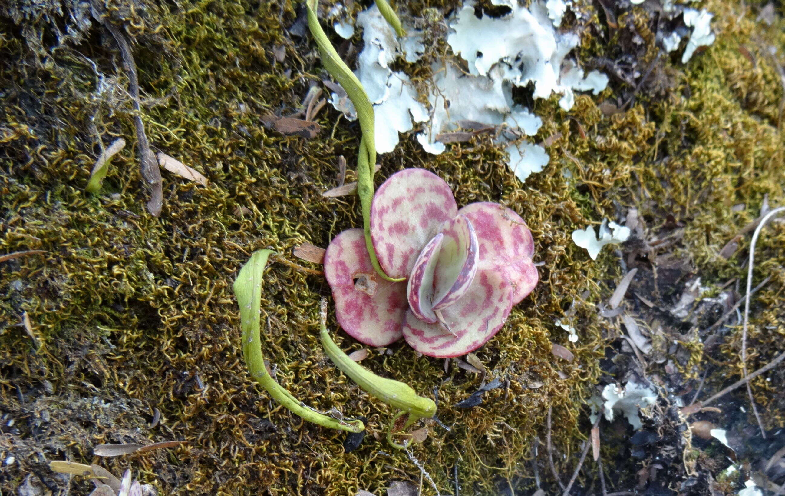 Image of Kalanchoe humilis Britten