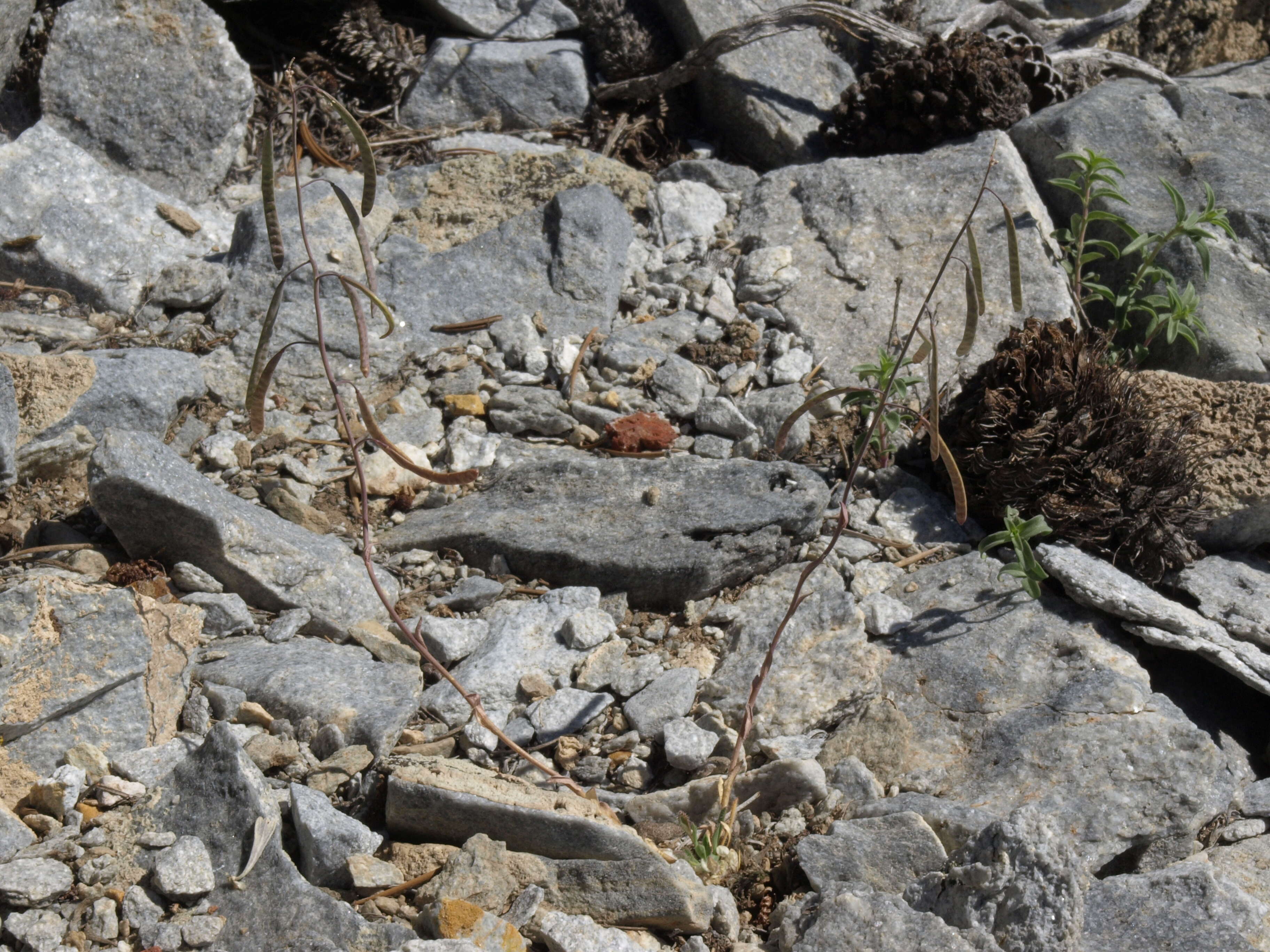 Image of rabbit ear rockcress