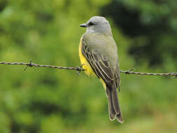 Image of Tropical Kingbird