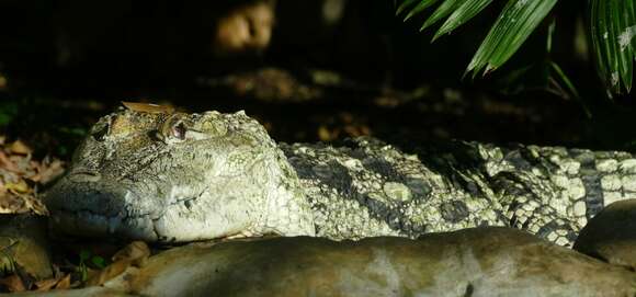 Image of Belize Crocodile