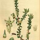 Image of Acrotriche cordata (Labill.) R. Br.