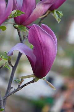 Image of Magnolia liliiflora Desr.