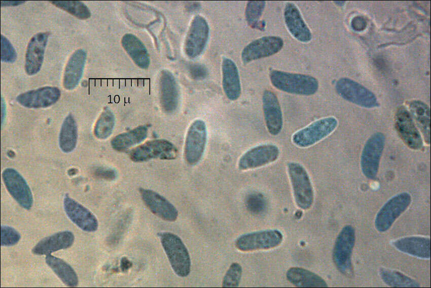 Imagem de Multiclavula mucida (Pers.) R. H. Petersen 1967