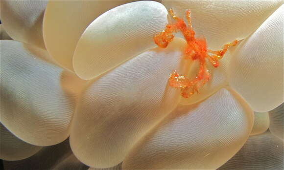 Image of cnidarians