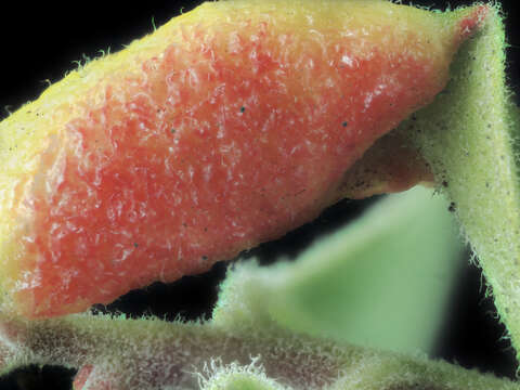 Image of Manzanita Leaf Gall Aphid