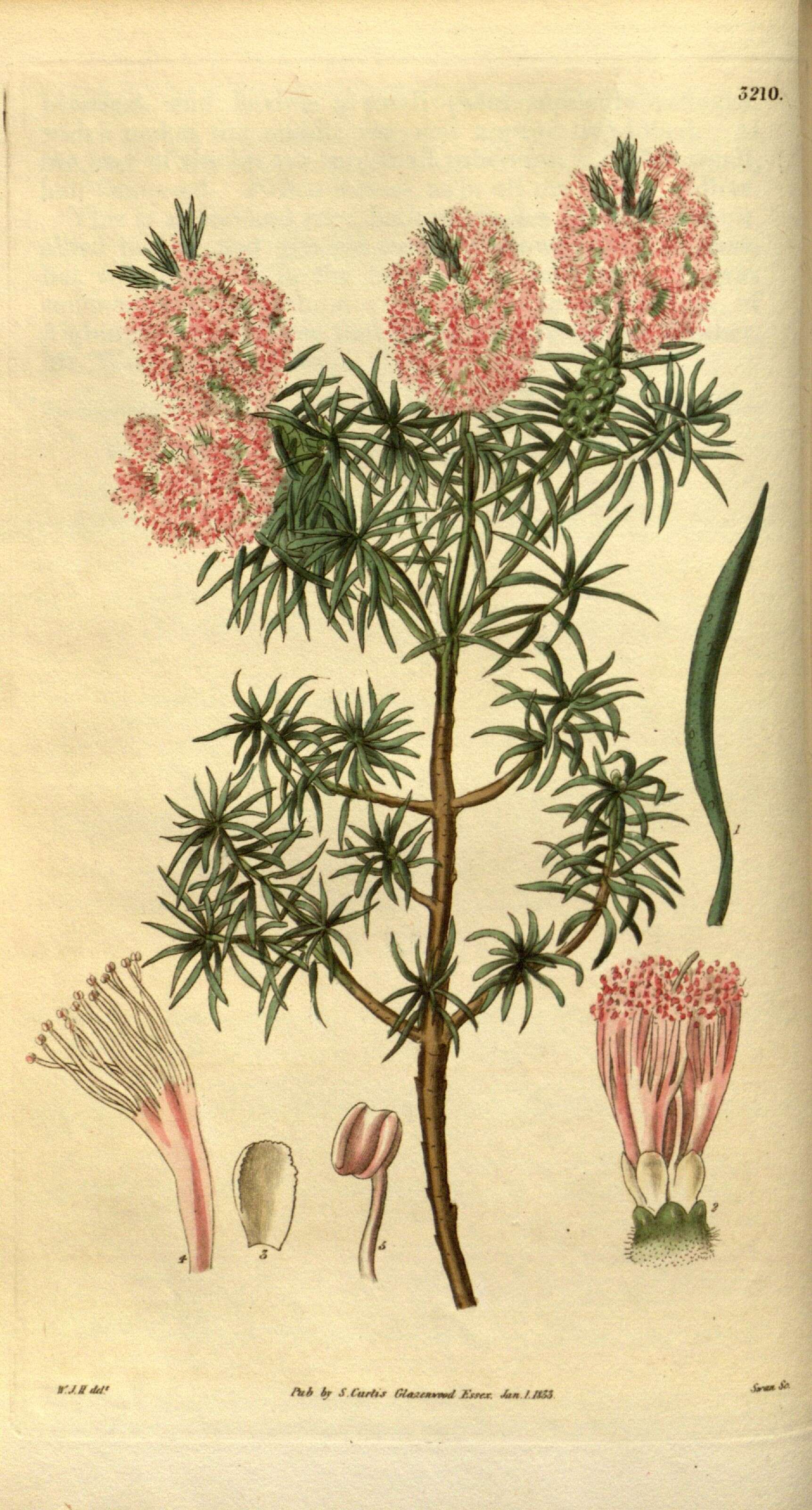 Image of Melaleuca diosmatifolia Dum.-Cours.
