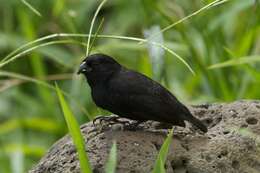 Image of Medium Ground Finch