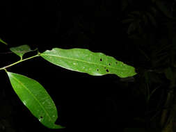 Plancia ëd Mosannona costaricensis (R. E. Fr.) Chatrou