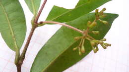 Image of Nyctagynaceae