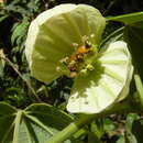 Image of Dalechampia ilheotica Wawra