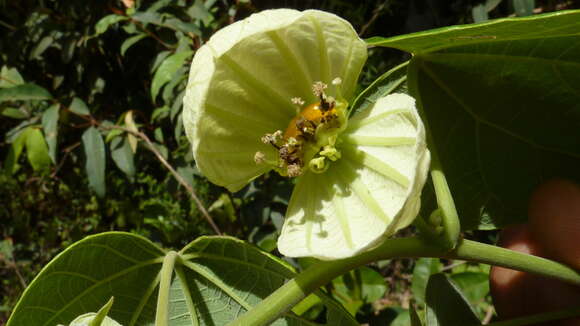 Image of Dalechampia ilheotica Wawra