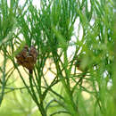 Image of Chinese Swamp Cypress