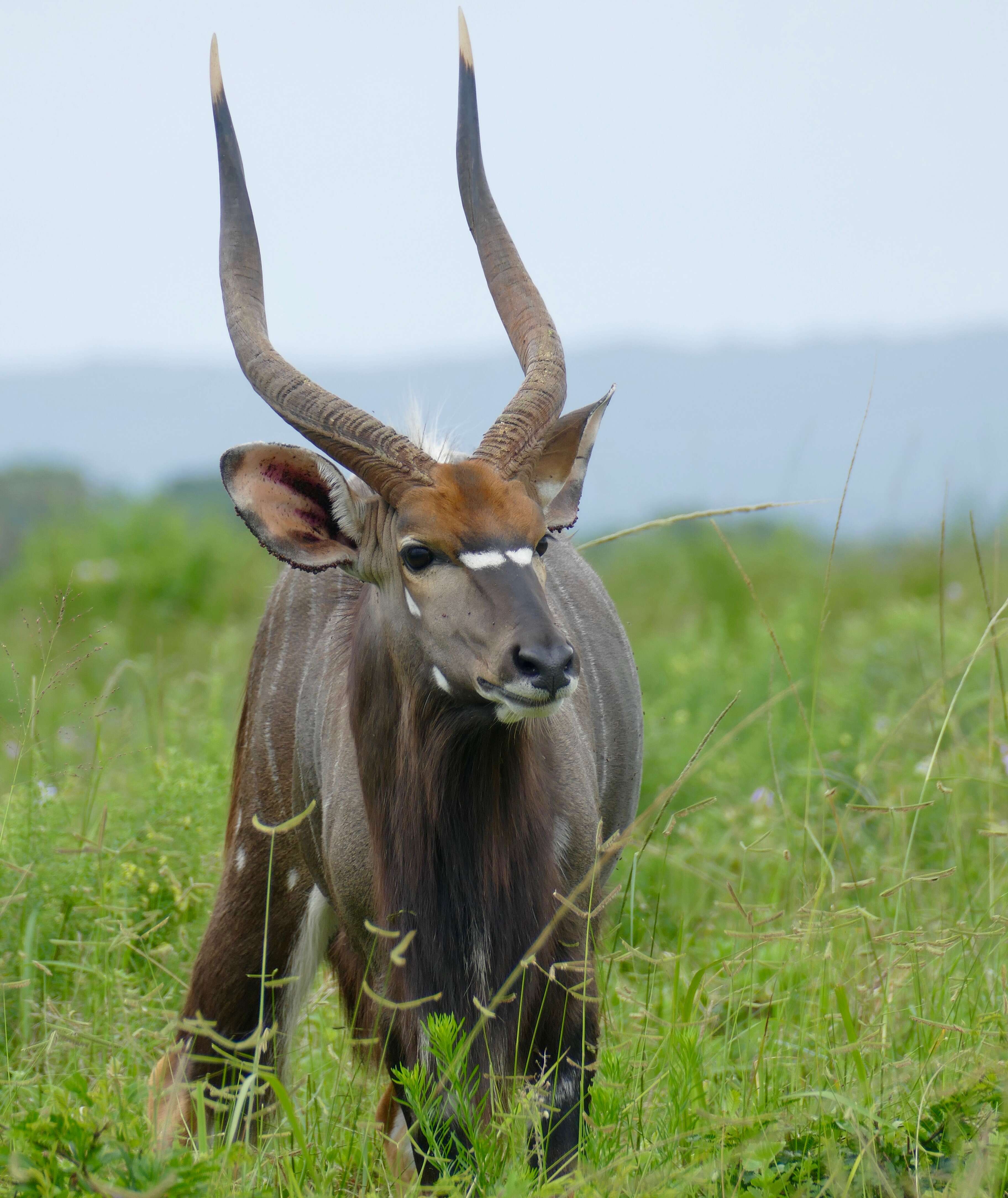 Image of Spiral-horned Antelope