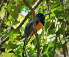 Image of Trogon Brisson 1760